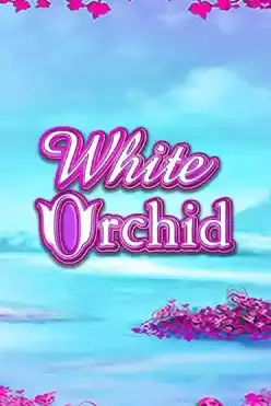 White Orchid